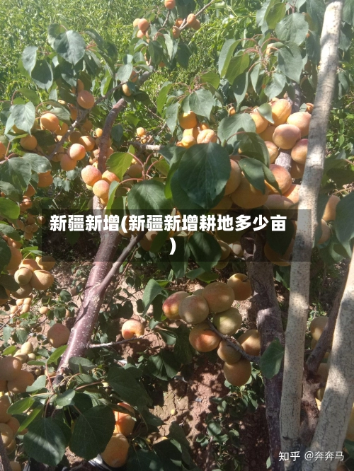 新疆新增(新疆新增耕地多少亩)