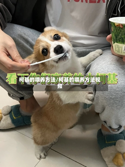 柯基的喂养方法/柯基的喂养方法视频
